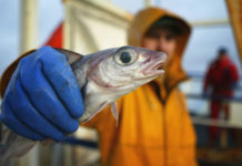 Comer un pescado de agua dulce en EE.UU. equivale a un mes de beber agua contaminada