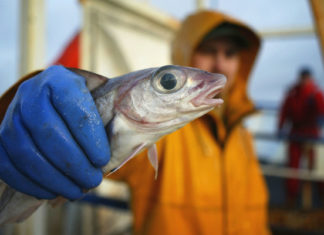 Comer un pescado de agua dulce en EE.UU. equivale a un mes de beber agua contaminada