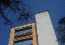 Llama la atención presencia de zopilotes en zona centro