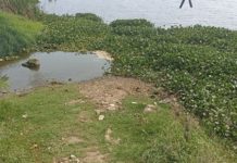 Utilizan a perros callejeros como carnada de cocodrilos