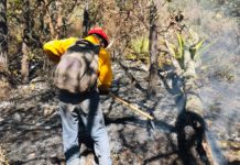 Protección Civil Tamaulipas, CONAFOR y habitantes del sector unen esfuerzos para contención de incendio forestal en Miquihuana