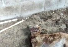 Terror en Altamira, reportan supuesto ataque del “Chupacabras”