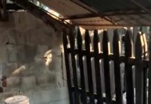 Reportan nuevo ataque del “Chupacabras”
