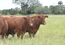 Convocan a ganaderos a registro de fierros y marcas de identificación del ganado
