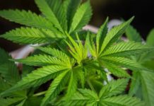 Qué son los endocanabinoides, la sustancia similar al THC de la marihuana que producimos los humanos (y qué efecto tienen en nuestro cuerpo)