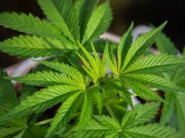 Qué son los endocanabinoides, la sustancia similar al THC de la marihuana que producimos los humanos (y qué efecto tienen en nuestro cuerpo)