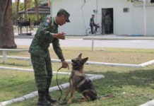 Binomio canino militar en Reynosa