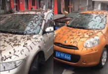Extraña lluvia de gusanos vivos sorprende a miles de ciudadanos en China