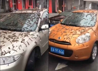 Extraña lluvia de gusanos vivos sorprende a miles de ciudadanos en China