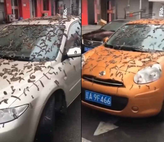 Extraña lluvia de gusanos vivos sorprende a miles de ciudadanos en China
