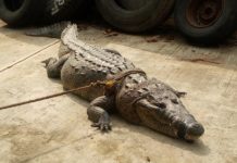 En dos días se han capturados dos cocodrilos de grandes dimensiones