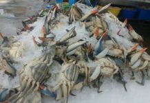 Escasez de jaiba ya lleva 5 meses, su pulpa se vende hasta en 380 el kilo