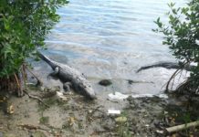 Anidación de cocodrilos coincide con vacaciones de Semana Santa