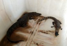 Capturan 3 cocodrilos en 24 horas