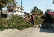 FF41 provoca caída de un árbol en Madero