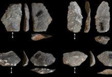 Descubren similitudes entre las herramientas de piedra usadas por los macacos modernos y nuestros ancestros