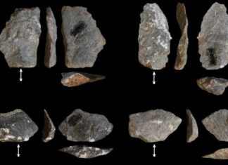 Descubren similitudes entre las herramientas de piedra usadas por los macacos modernos y nuestros ancestros