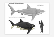 Revelan el verdadero tamaño del primer pez prehistórico superdepredador