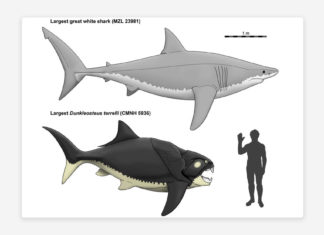 Revelan el verdadero tamaño del primer pez prehistórico superdepredador