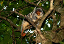 Un turista descubre especies de animales que se creían extintas