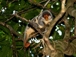 Un turista descubre especies de animales que se creían extintas