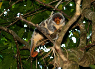 Un turista descubre especies de animales que se creían extintas
