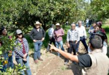 Imparte SDR Curso-Taller “Estrategias de Manejo del Huanglongbing (HLB) en los Cítricos”