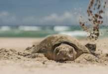 Instalan antenas para mejorar la protección de los huevos de tortugas lora