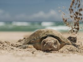 Instalan antenas para mejorar la protección de los huevos de tortugas lora