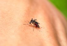 Se triplican casos sospechosos de dengue suman 184