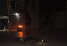 Familias siguen viviendo con temor ante presencia de cocodrilos