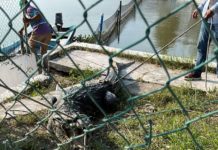 Recapturan cocodrilo del Chairel para Tranquilidad de los Vecinos
