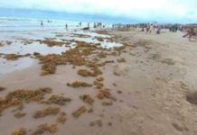 Retiran sargazo de playa Miramar