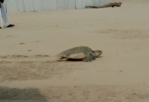 Urge mayor protección a la tortugas lora