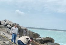 Hasta 9 años de prisión a quien mate delfines