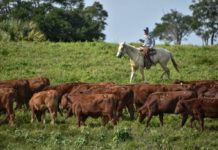 Invita gobierno a productores pecuarios a proponer iniciativas para la Ley Ganadera del Estado de Tamaulipas