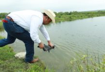 Secretaría de Pesca y Acuacultura Tamaulipas inicia proceso de reproducción de bagre de canal