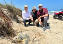 Fructifica trabajo del Gobierno de Tamaulipas para la conservación de la tortuga lora
