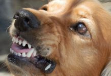 Perros al ataque; mandan a más de 1,000 personas al hospital