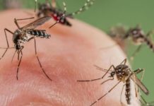 Peligro con el dengue; ya van 10 casos