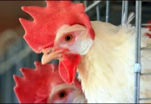 Niña se equivoca de tarea y lleva a la escuela… ¡una gallina!