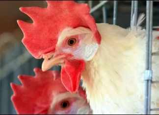 Niña se equivoca de tarea y lleva a la escuela… ¡una gallina!