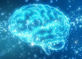 Qué es la misteriosa “zona incierta” del cerebro (y qué pistas ofrece un nueva investigación sobre ella)