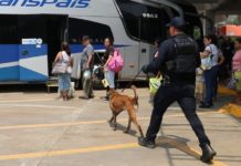 Binomios caninos de la Guardia Estatal mantienen vigilancia en Central de Autobuses