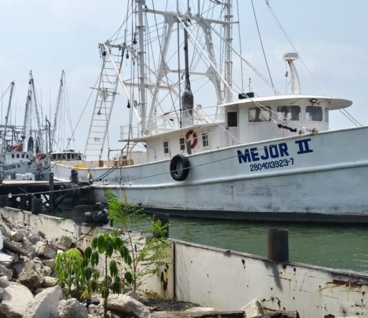 Ante la crisis que enfrentan, sólo el 50% de la flota pesquera podría salir al terminar la veda del camarón