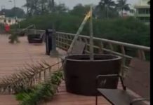 Denunciará municipio vandalismo ocasionado a 10 palmeras del puente peatonal del Carpintero