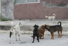 Rechazan iniciativa de sacrificio de animales