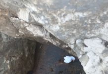 Encuentran Tortuga Lora muerta en la escollera