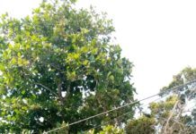 Tordos se convierten en riesgo para colonos de Madero
