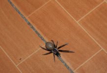 Salen las arañas por “la calor”